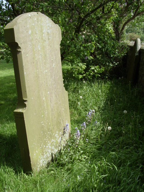  Bluebells resolute by a blank headstone? Inspiration for a song if I ever saw it. 