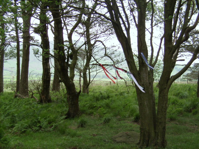 Tree ribbons, placed recently by modern day Pagans as prayers and offerings.
