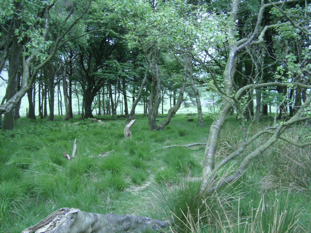 You can just about make out the traces of an ancient path amongst the ferns and bracken.